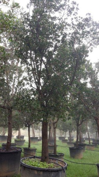 Arbutus Unedo (Arbousier) 350/400  bassin d'arcachon